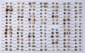 Ervilha de Mendel: Genômica Transforma Agricultura