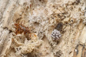 aranha coletora