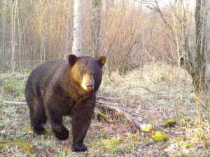 urso negro